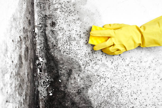 Office Mold Removal Services in Aurora, IL
