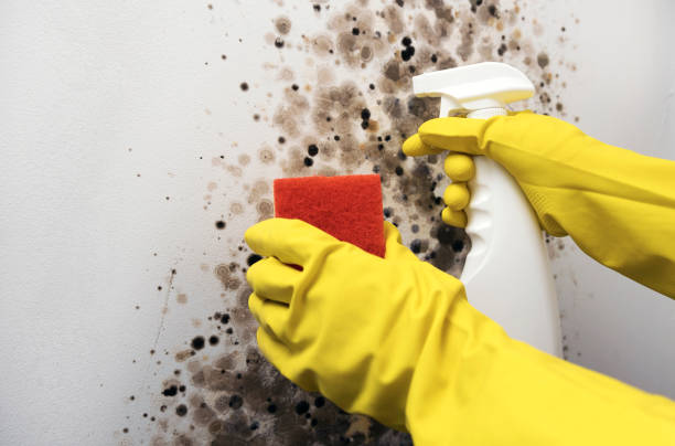 Best Crawl Space Mold Removal  in Aurora, IL