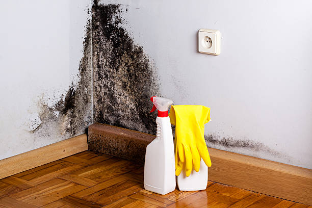 Best Commercial Mold Removal  in Aurora, IL
