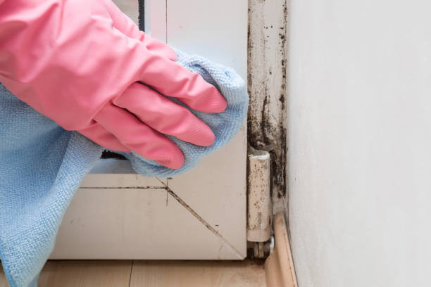 Best Local Mold Removal Service  in Aurora, IL