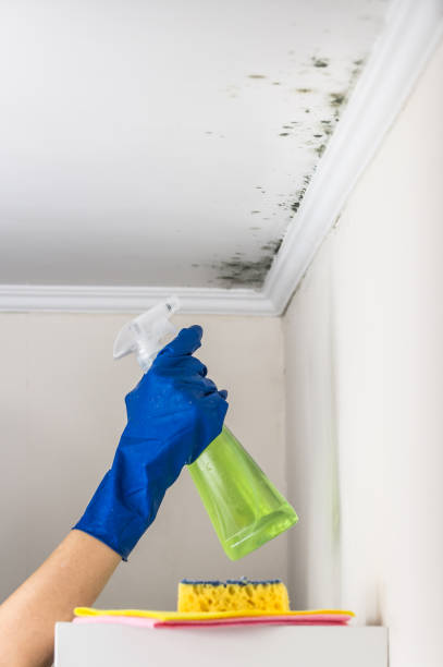 Best Black Mold Removal  in Aurora, IL