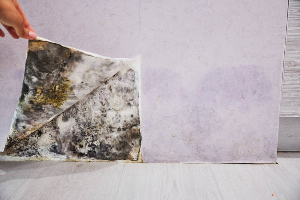 Best Same-Day Mold Removal  in Aurora, IL